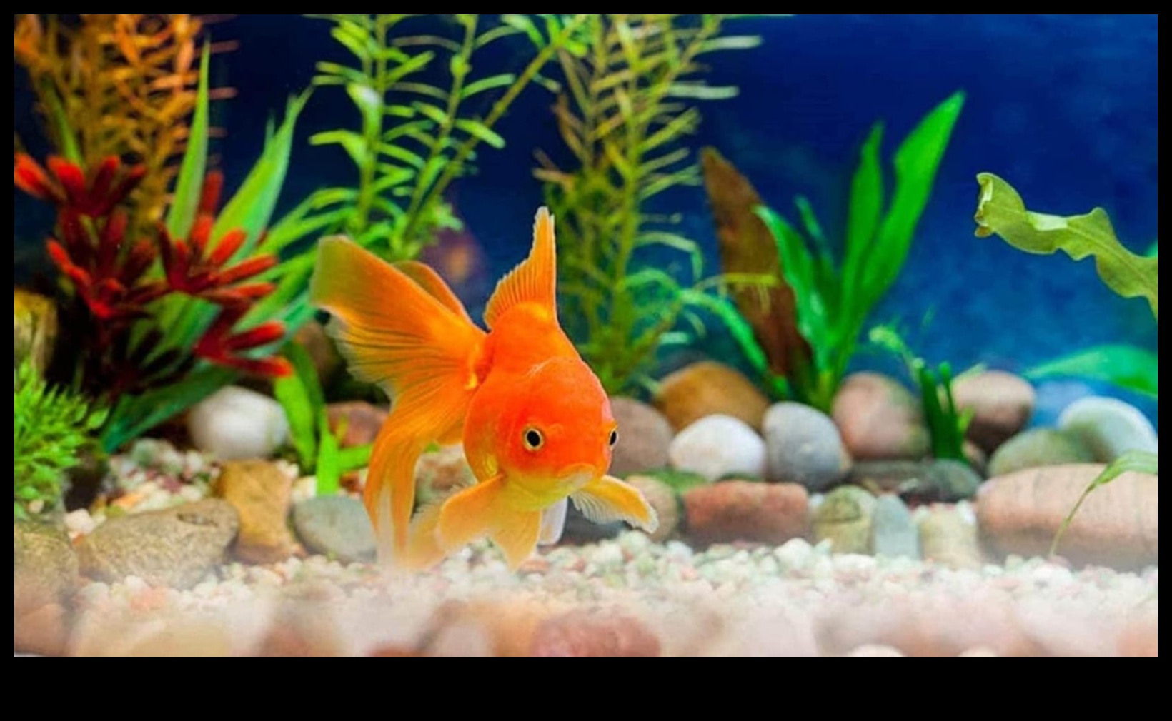 Aqua Ornments Continuare: Îmbunătățiți estetica rezervorului dvs. de pește