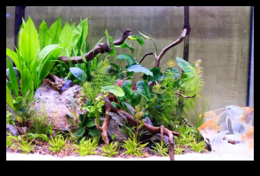 Fish Tank Zen Continuare: Încorporarea elementelor naturale pentru liniște