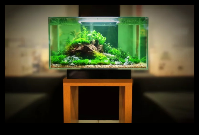 Fish Tank Zen Continuare: Încorporarea elementelor naturale pentru liniște