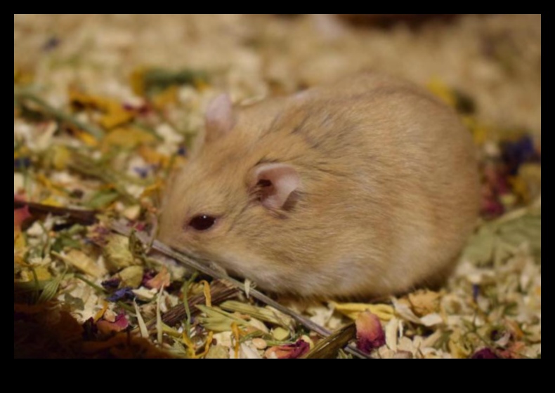 Idei de îmbogățire a hamsterilor Activități senzoriale continuate pentru stimulare 4 Idei de îmbogățire a hamsterilor Continuare: Activități senzoriale pentru stimulare
