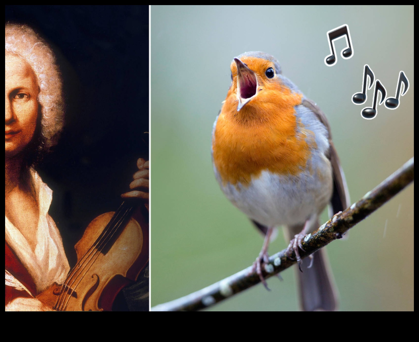 Simfonia cântecului păsărilor: explorarea melodiilor diferitelor păsări