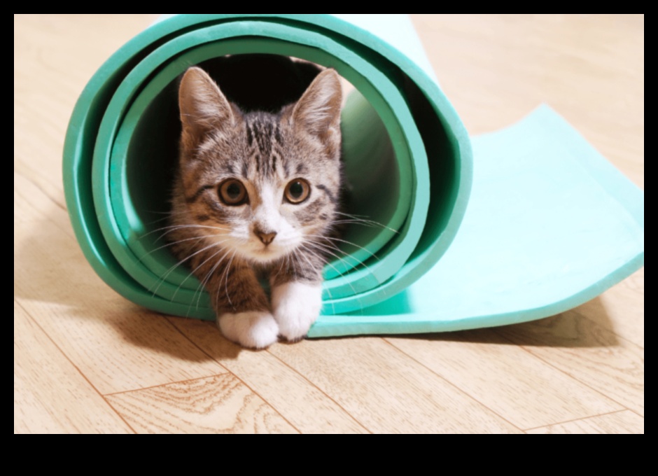 Cat Craft Corner Proiecte creative pentru îmbogățirea felinelor 3 Cat Craft Corner: Proiecte creative pentru îmbogățirea felinelor