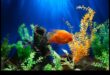 Aqua Ornments Continuare: Îmbunătățiți estetica rezervorului dvs. de pește