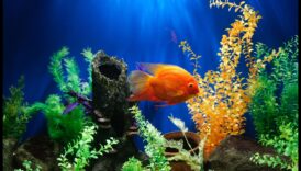 Aqua Ornments Continuare: Îmbunătățiți estetica rezervorului dvs. de pește