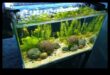 Fish Tank Zen Continuare: Încorporarea elementelor naturale pentru liniște
