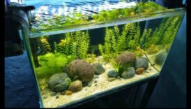 Fish Tank Zen Continuare: Încorporarea elementelor naturale pentru liniște