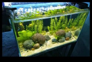 Fish Tank Zen Continuare: Încorporarea elementelor naturale pentru liniște