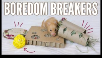 Idei de îmbogățire a hamsterilor Continuare: Activități senzoriale pentru stimulare