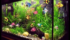 Podoabe acvatice: dinamizați-vă rezervorul de pește cu accesorii elegante