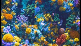 Rezervorul de pește DIY a continuat să creeze peisaje subacvatice încântătoare 3 DIY Tank de pește Continuare: Crearea de peisaje subacvatice încântătoare