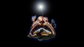 Scufundarea adâncă: înțelegerea secretelor peștilor de adâncime