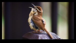 Simfonia cântecului păsărilor: explorarea melodiilor diferitelor păsări