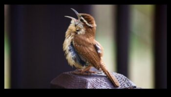 Simfonia cântecului păsărilor: explorarea melodiilor diferitelor păsări