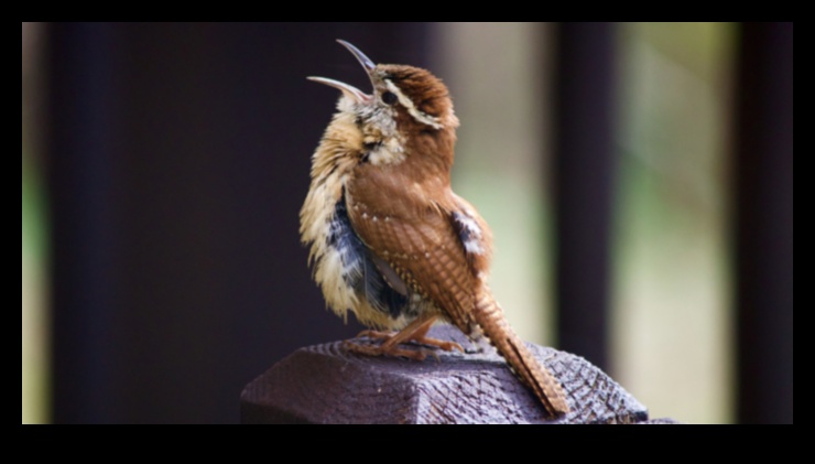 Simfonia cântecului păsărilor: explorarea melodiilor diferitelor păsări