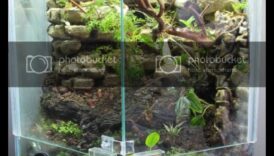 Transformarea terariu: reproiectarea incintelor pentru reptile