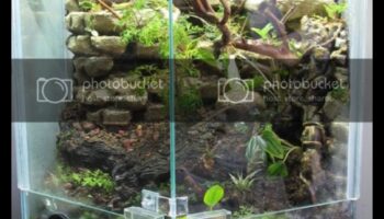 Transformarea terariu: reproiectarea incintelor pentru reptile